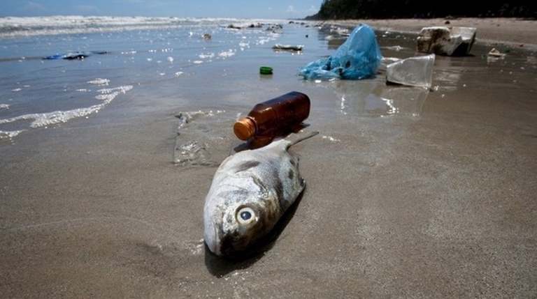 pesce-plastica
