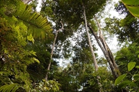 Epson inventa le stampanti con serbatoi ricaricabili, e in più tutela l’Amazzonia