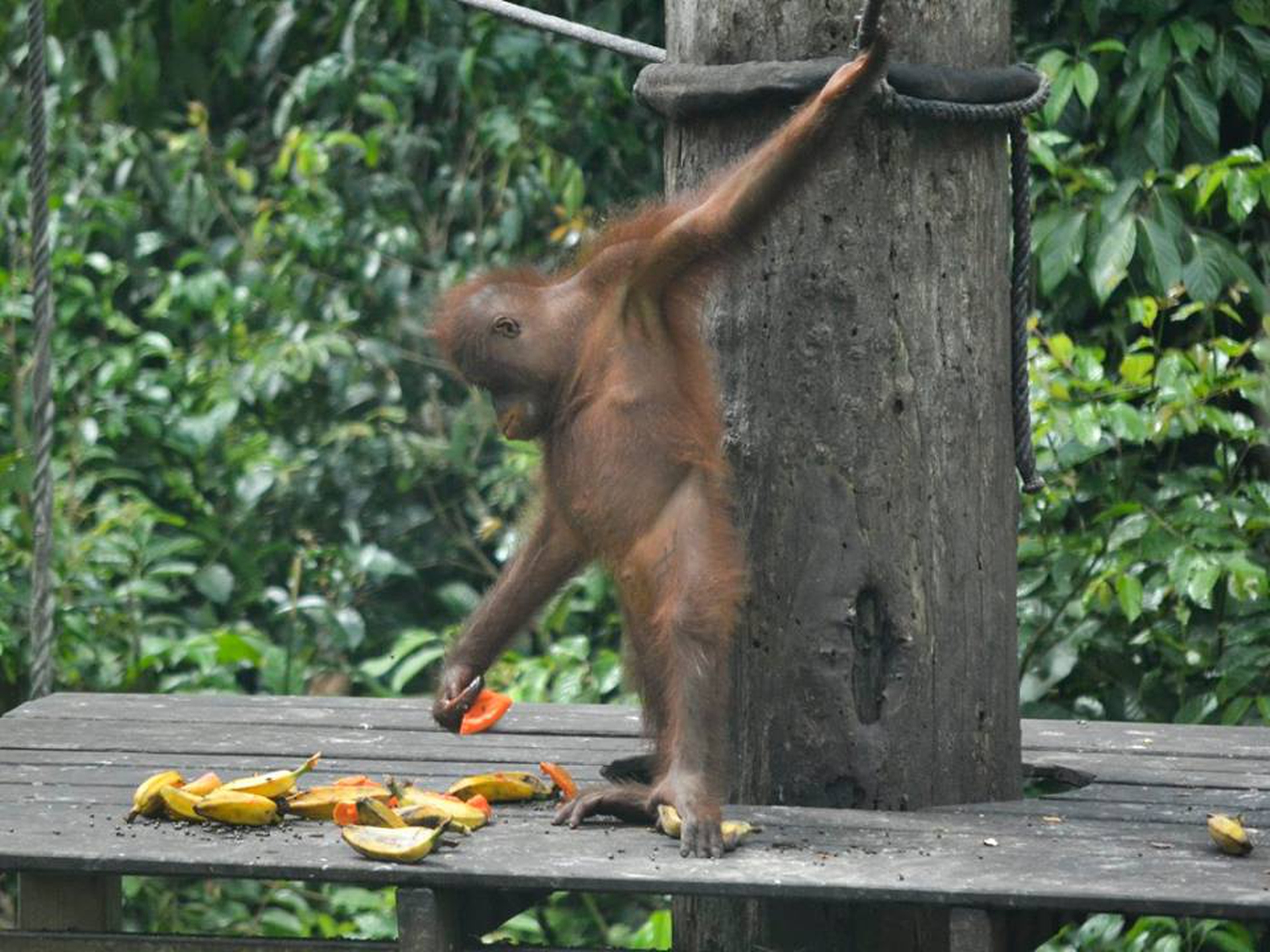 Sepilok Orangutan Rehabilitation Centre