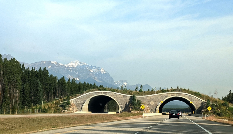 conflitto uomo-fauna selvatica