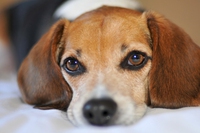 Più ti guardo più t’amo, il segreto del rapporto tra uomo e cane è nello sguardo