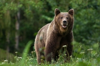 La morte dell’orso Juan Carrito ci ricorda che abbiamo un problema con la strada
