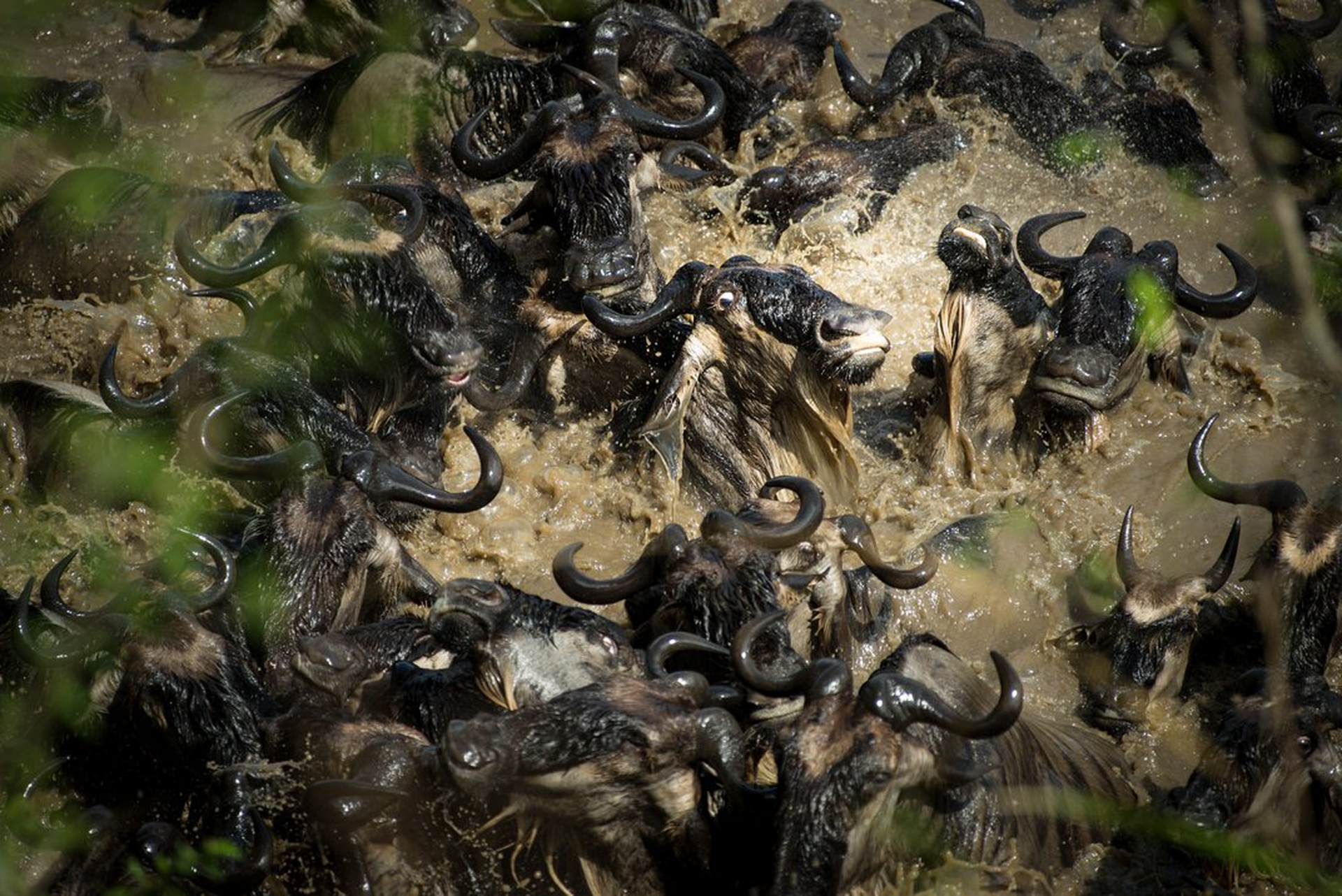 Le 10 foto di natura più belle dell'anno per lo Smithsonian
