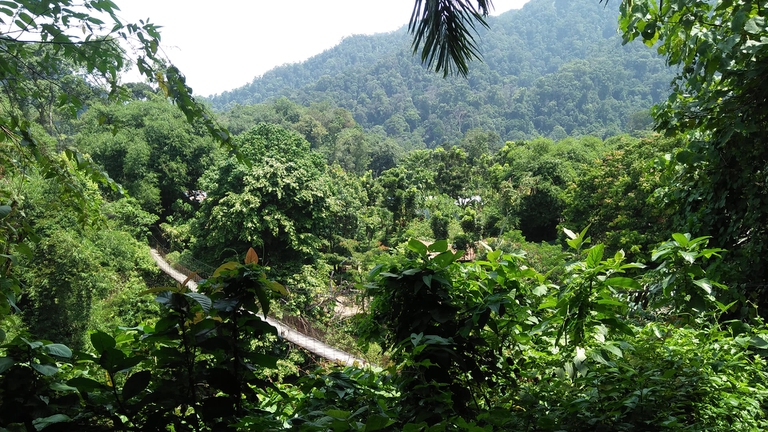 indonesia foreste indigeni