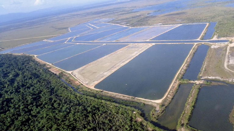 Vasche per l'allevamento di gamberi e gamberetti in ambiente tropicale, scavate tra i bordi delle foreste originarie e il mare.