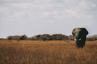 Wild angle, la rubrica per aprire gli occhi sul mondo animale
