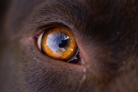 Come prevenire malattie agli occhi del cane con una semplice visita