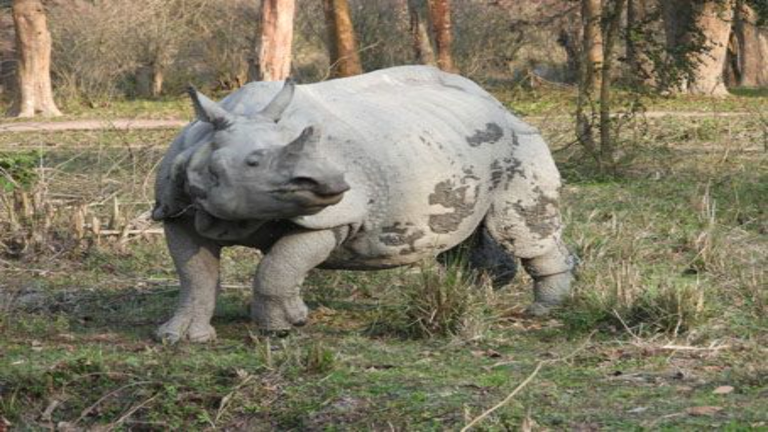rhino poaching in Assam