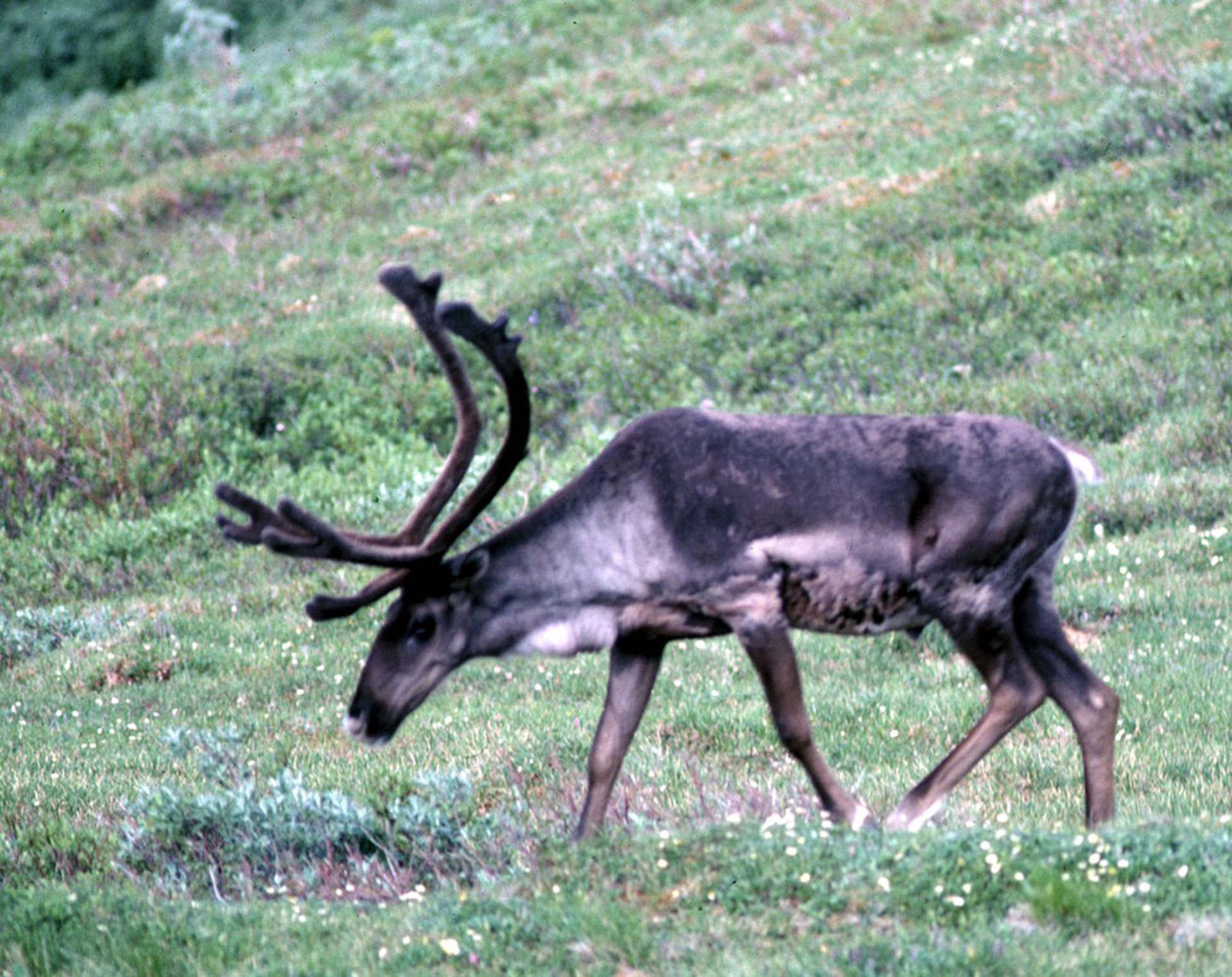 Arctic national wildlife refuge