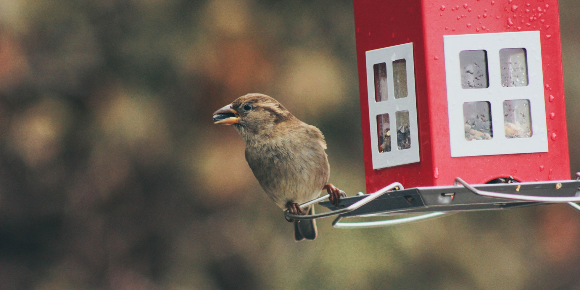 Palline Di Grasso Per Uccelli Selvatici Care4Nature - Confezione Da 100 Con Ingredienti Naturali - Foto 3