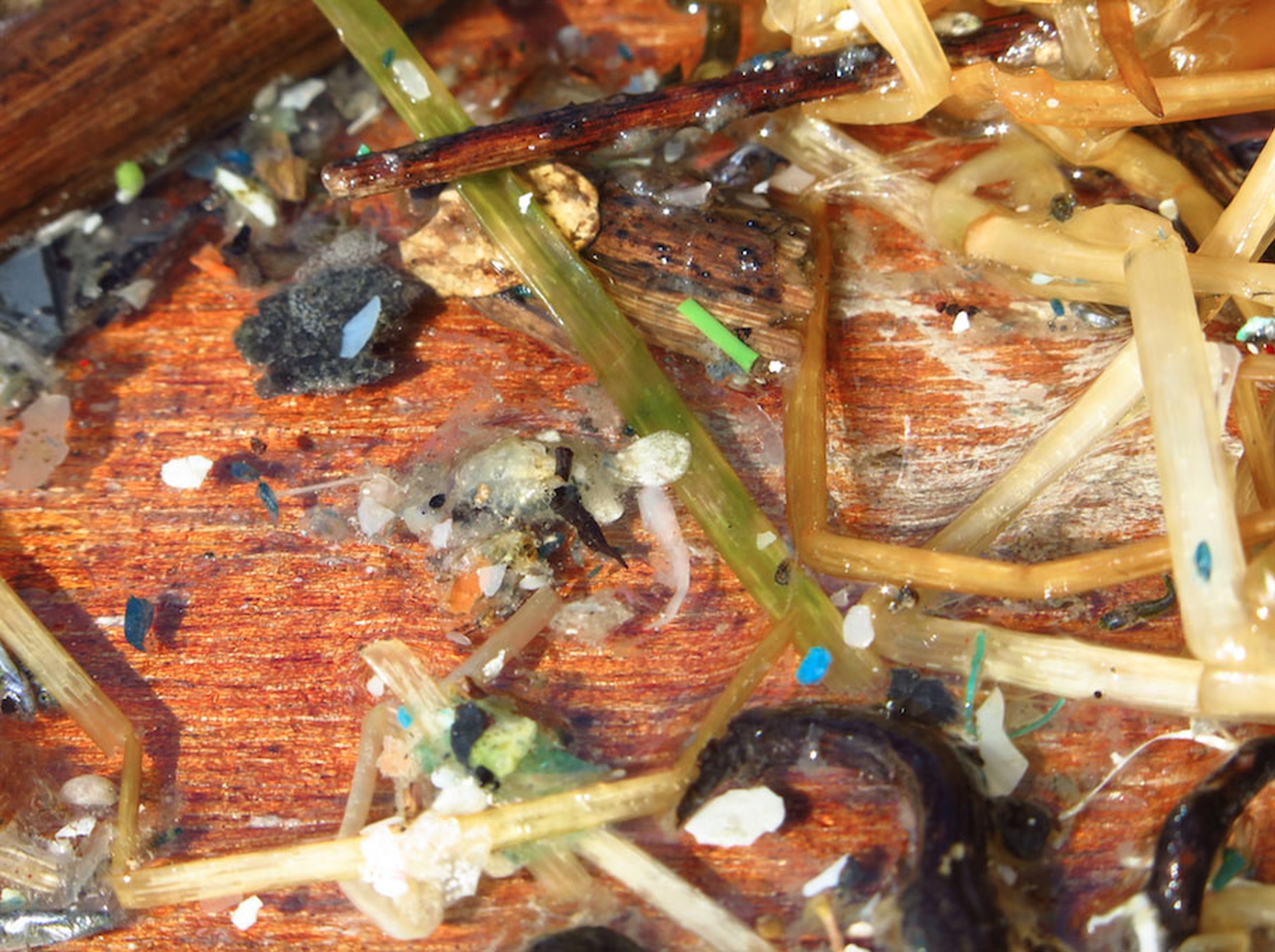 Il Mediterraneo invaso dalla plastica