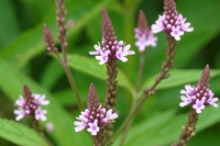 Coltivazione sostenibile della verbena: una guida completa