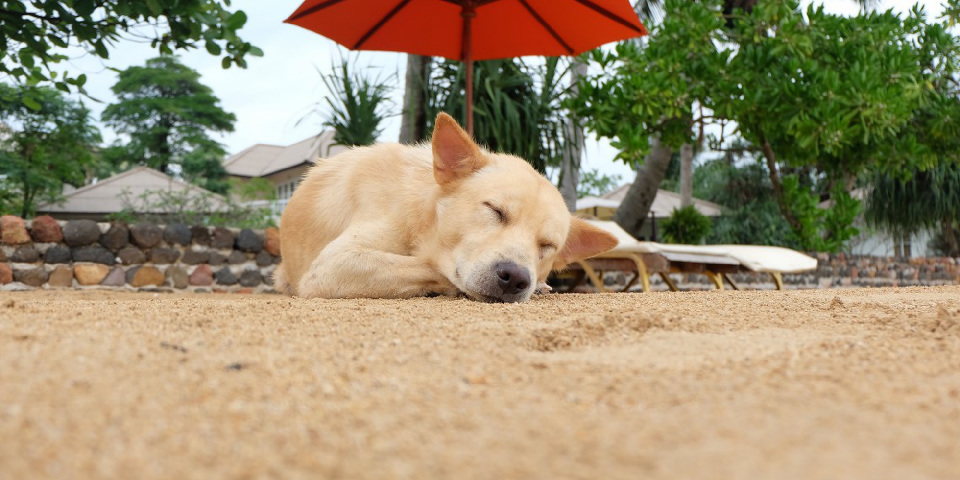 Bandiera Estiva Briarwood Lane H01792 - Giorno Da Spiaggia Con Cane - 28 X 40 Pollici