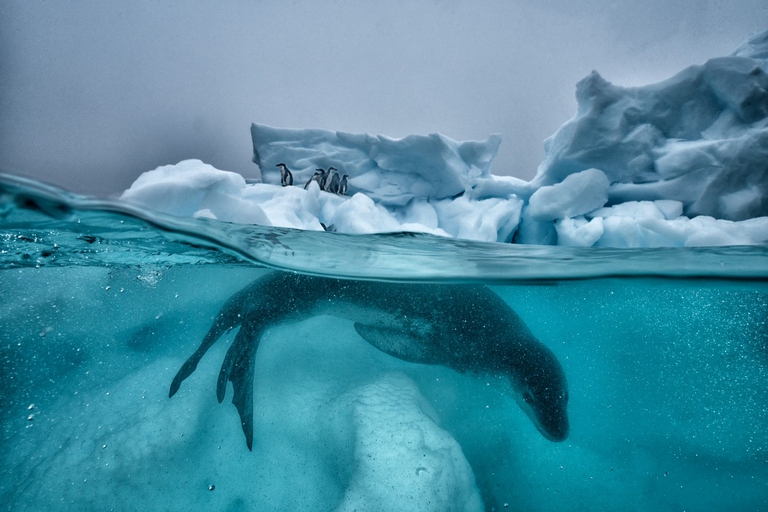 Una foca leopardo con dei pinguini