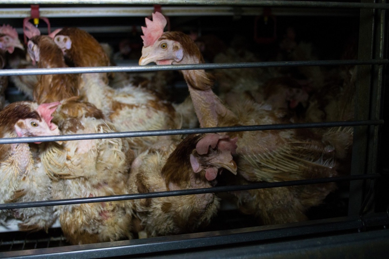 Un allevamento di galline per le uova