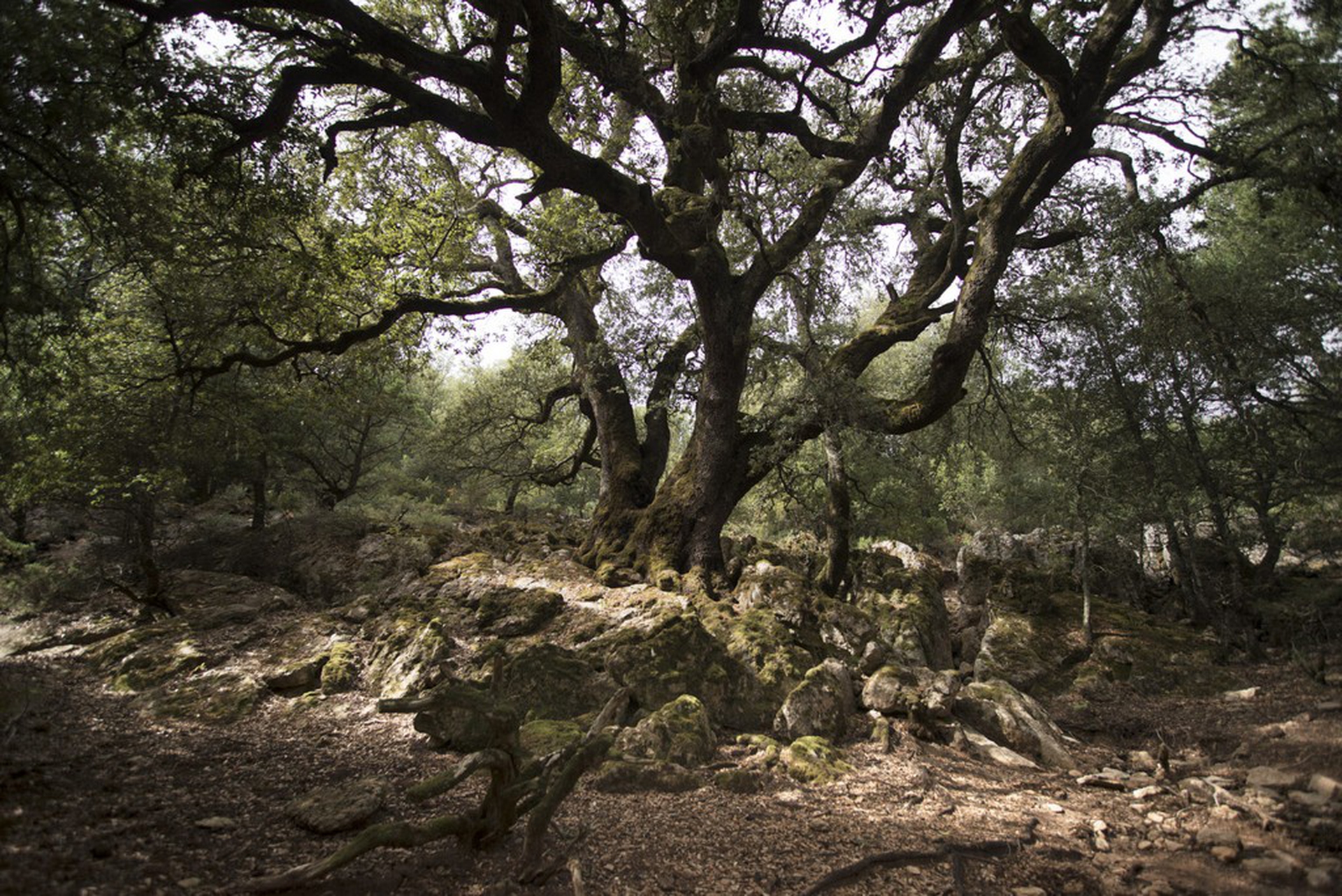 Calendario 2018 Amani, ottobre