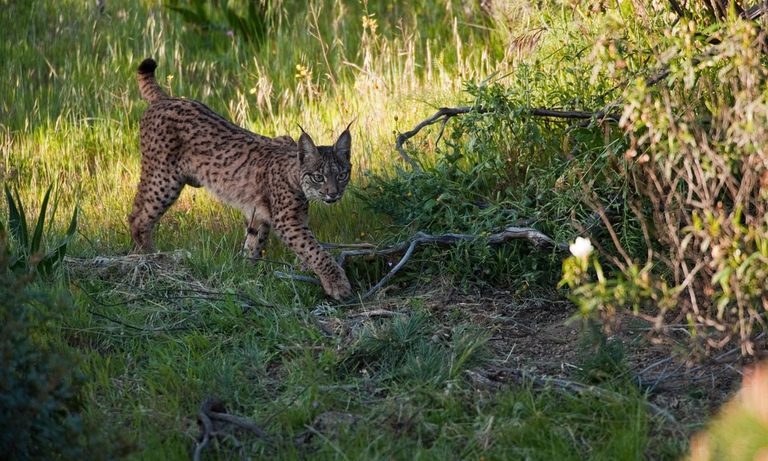 Lince nel suo habitat