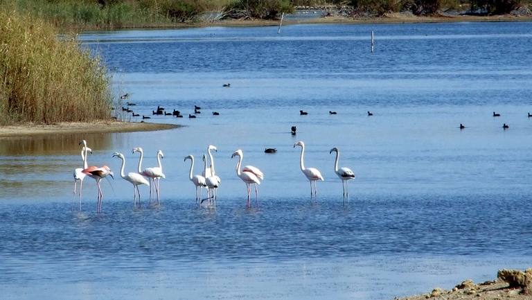 La Riserva naturale orientata Saline di Priolo tutela l’ultimo lembo di un’ampia zona umida che occupava un vasto tratto di costa tra Priolo e Marina di Melilli (SR).