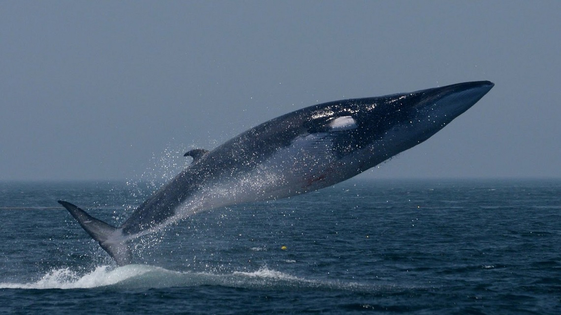 fin whales whaling