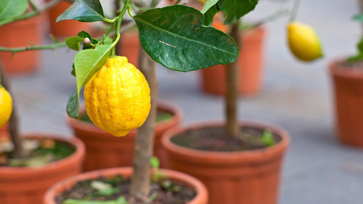 Come Coltivare I Limoni In Vaso Lifegate 