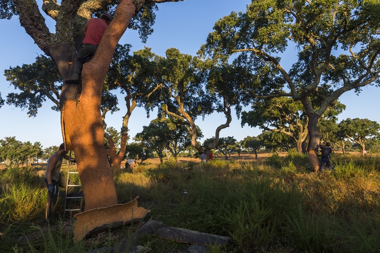 Addetti all'estrazione della corteccia della quercia da sughero