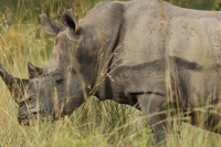 Sudafrica, dal 2018 una muta di cani antibracconaggio ha salvato 45 rinoceronti