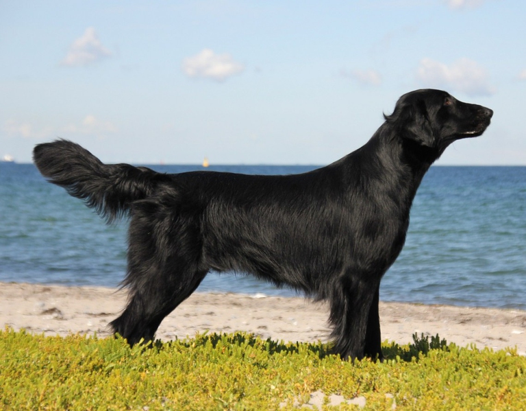 flat coated retriever