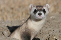 Drones will drop peanut butter-flavoured vaccines to save endangered ferrets