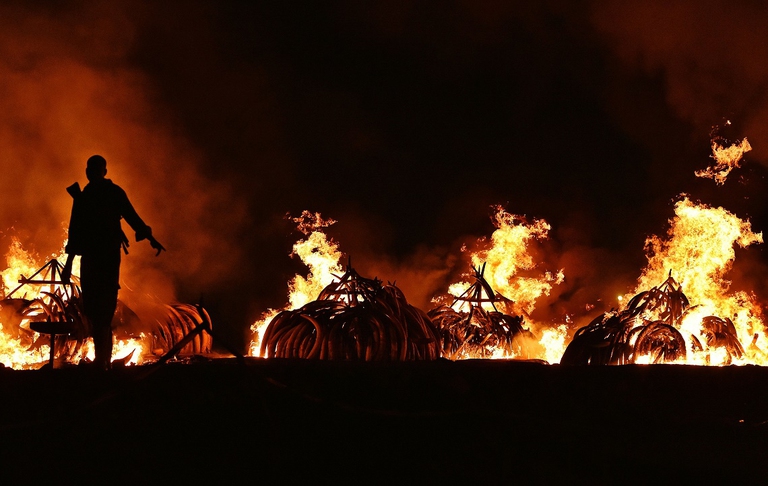 Zanne di elefante confiscate e date alle fiamme