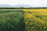 “Possiamo cambiare il mondo con ogni boccone”. Vandana Shiva in Italia per un cibo senza veleni