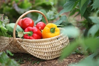 Spesa di agosto, frutta e verdura di stagione