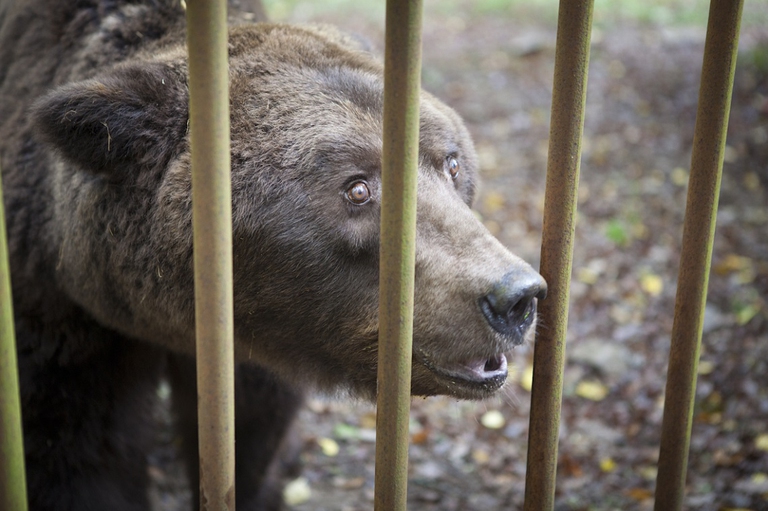 Orso rinchiuso in uno zoo