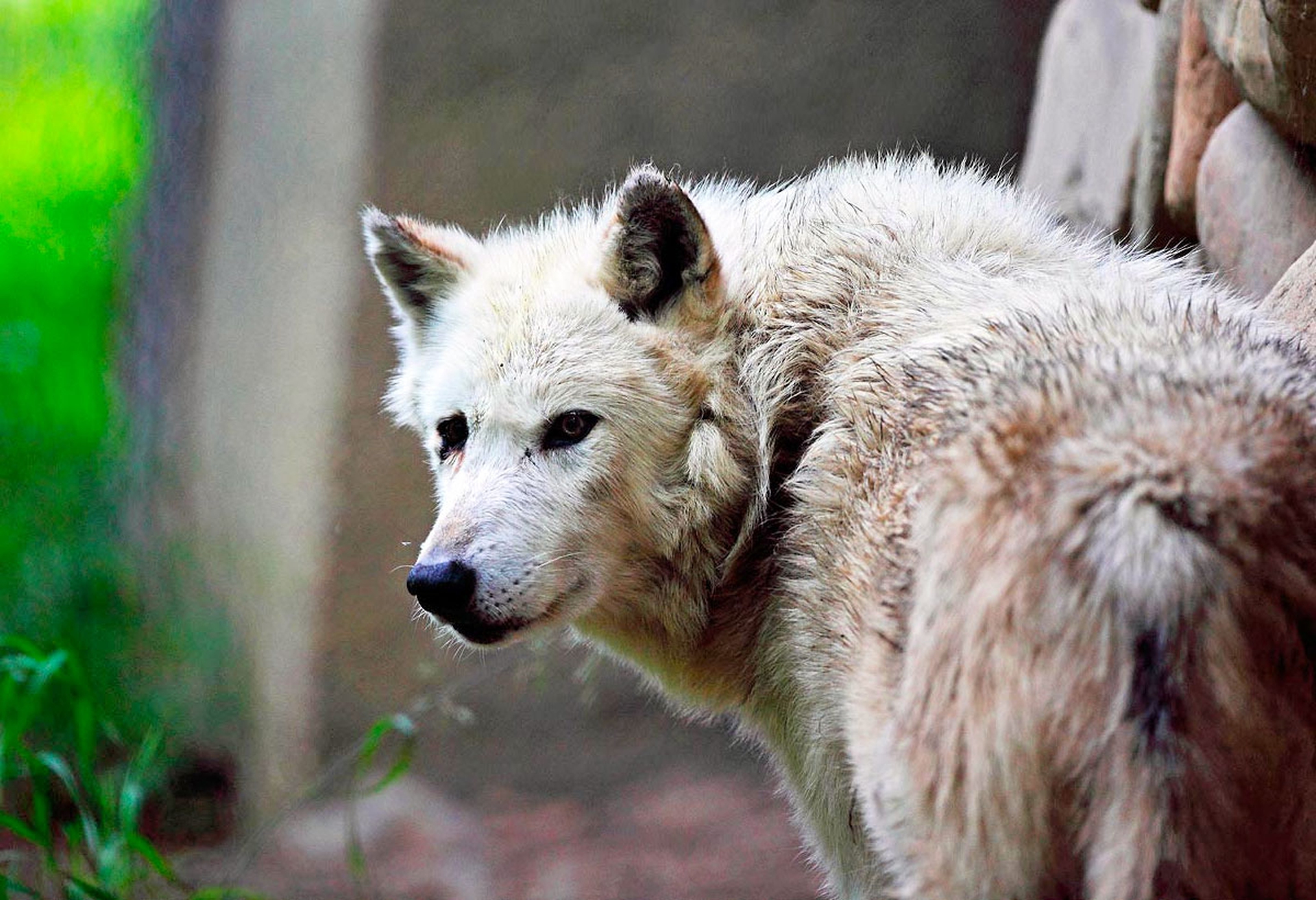 In Michigan (per ora) hanno vinto i lupi e gli elettori