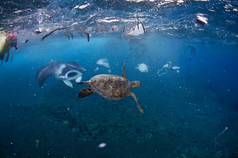 A manta ray and green sea turtle feed amongst the rubbish after strong winds blew garbage into the mouth of Hanauma Bay, Oahu. Here you can see plastic bags, milk jugs, string, and assorted plastic floating offshore at one of Oahu’s highest-rated beaches.  John Johnson john@onebreathphoto.com
