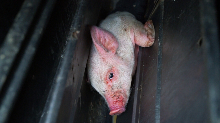 Queste condizioni non sono un’eccezione, ma una regola nell’industria alimentare