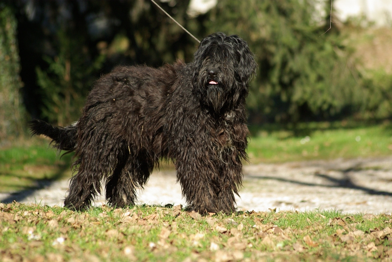 bergamasco 2