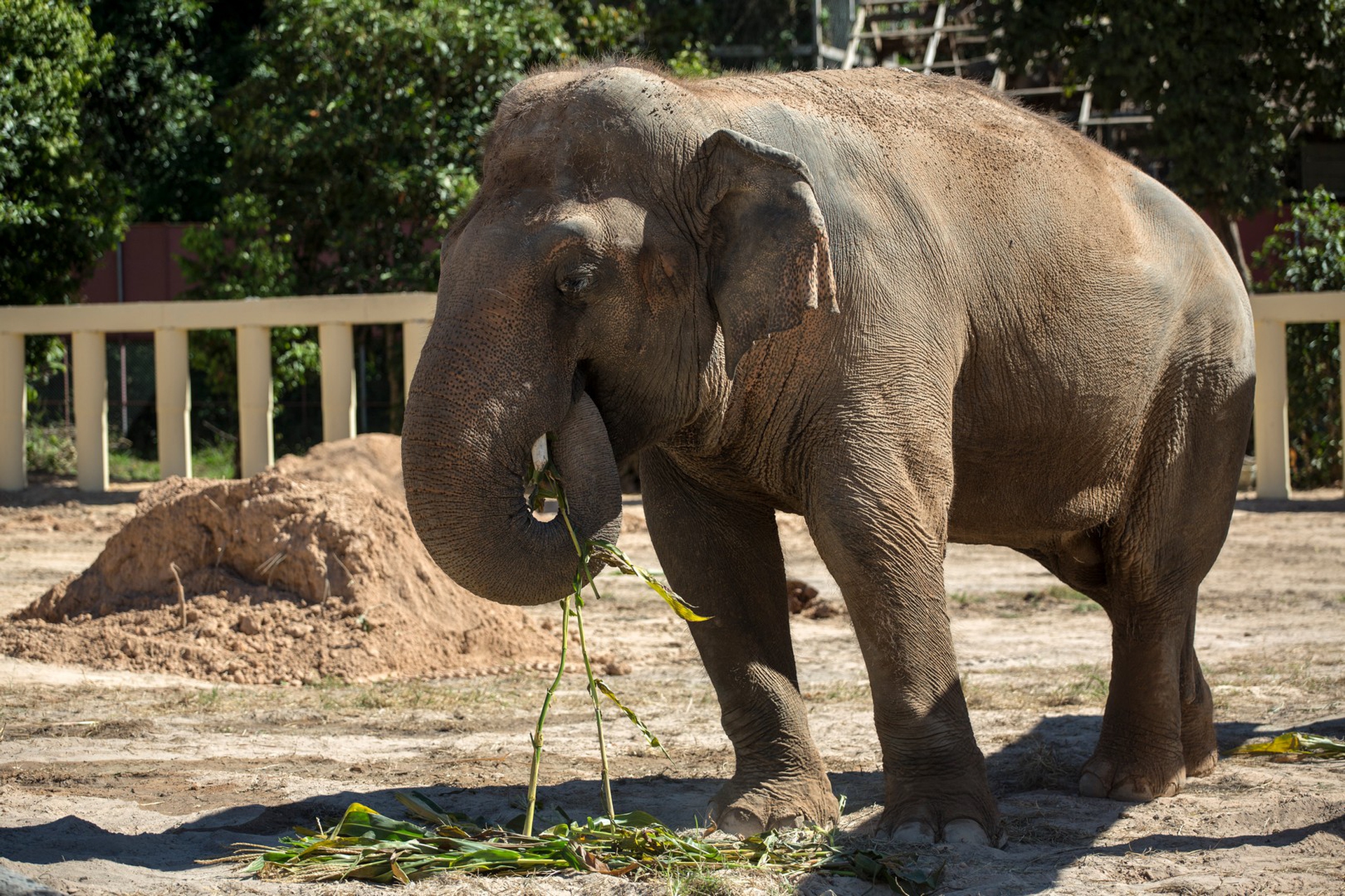 l'elefante Kaavan nella sua nuova casa in Cambogia