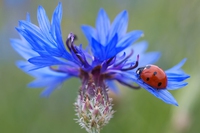 Afidi. Rimedi naturali per eliminare i pidocchi delle piante
