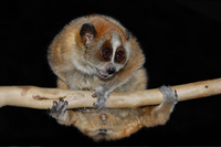 To see a slow loris smile don’t tickle it, leave it in the wild