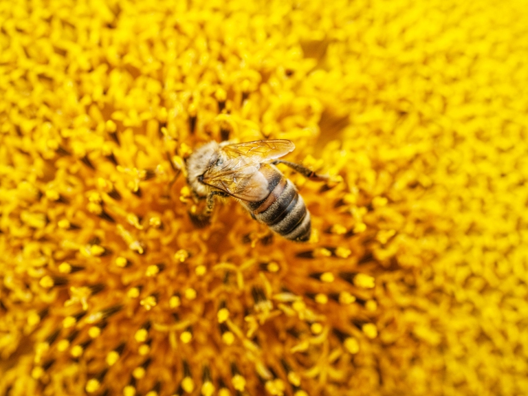 Le aziende dovrebbero iniziare a calcolare il rischio monetario dovuto alla moria delle api. Foto © Ingimage
