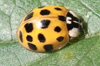 Cos’è la coccinella arlecchino, la più famelica tra le coccinelle