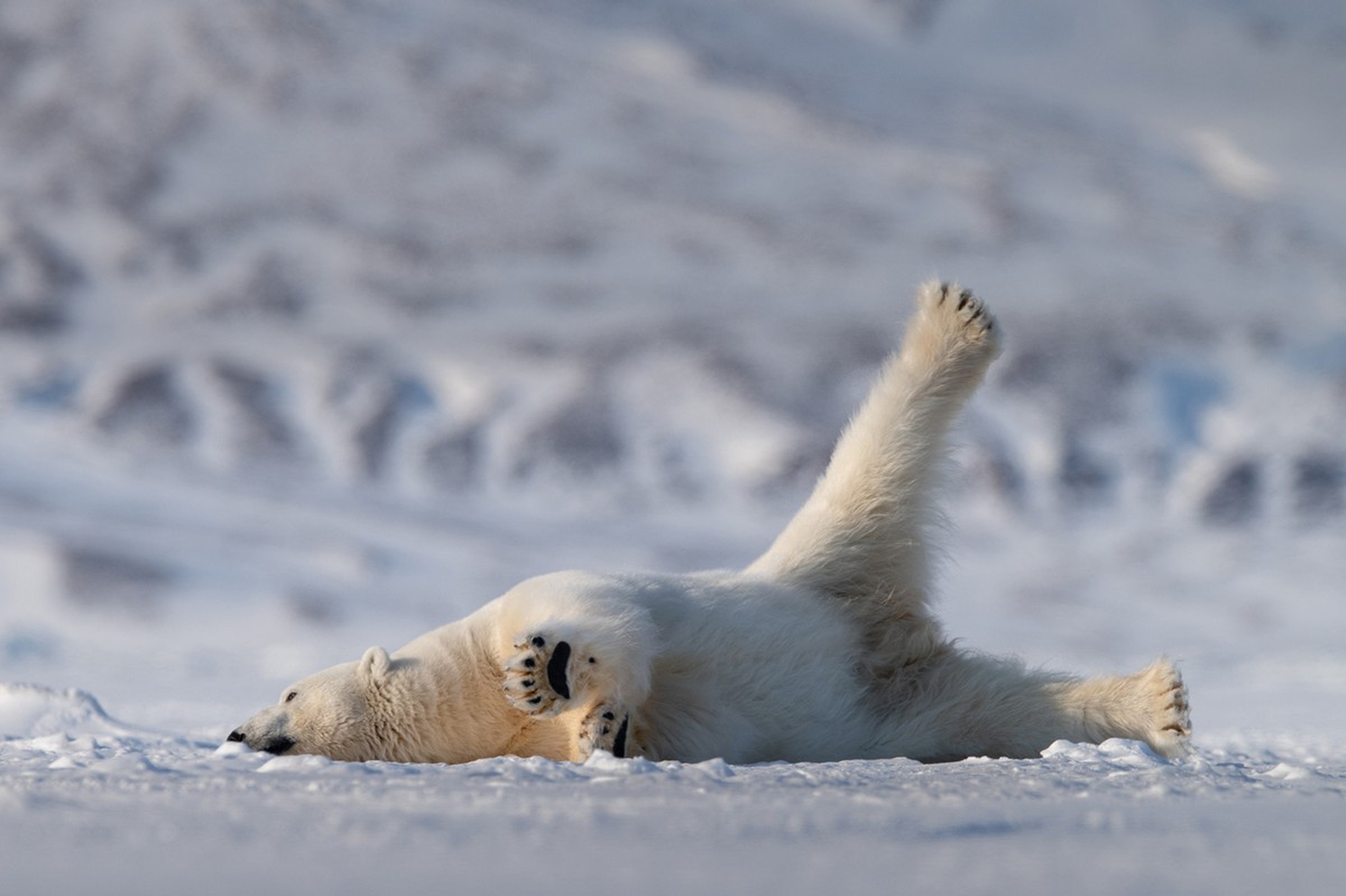 Yoga bear, Comedy Wildlife Photography Awards 2018