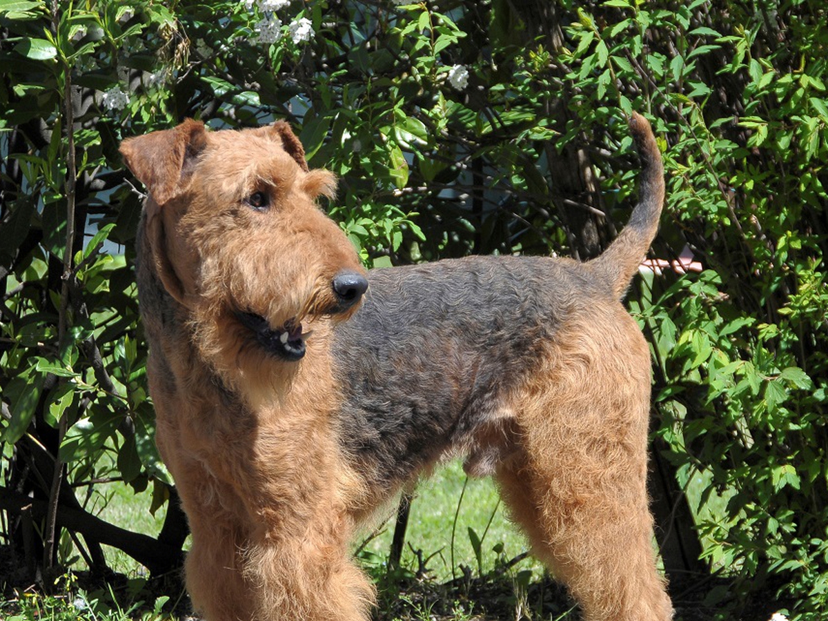 Airedale Terrier Carattere E Caratteristiche Del Cane Inglese Lifegate