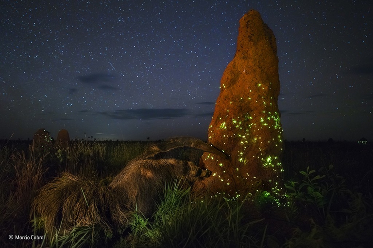termite light display Wildlife Photographer of the Year
