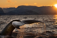 Si chiude la stagione della caccia alla balena in Norvegia. Ne sono state uccise 575