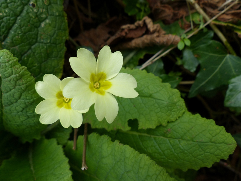 primula