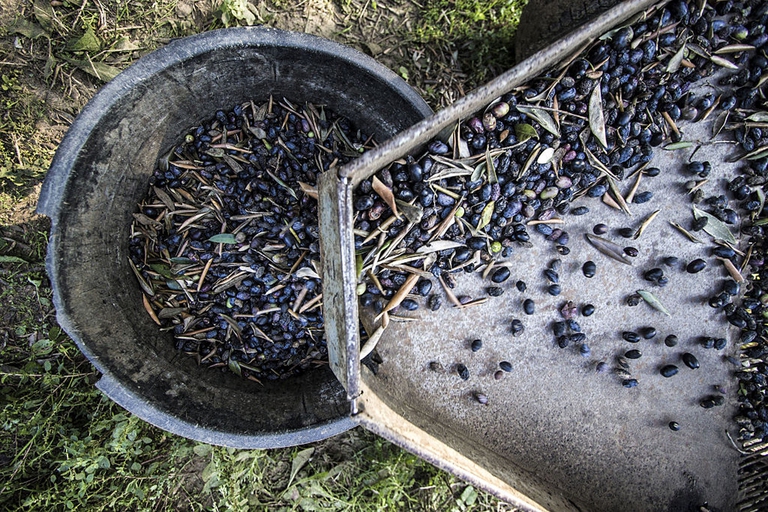 olio extravergine raccolta olive