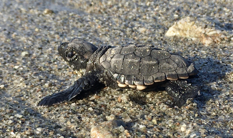 caretta caretta, tartaruga comune