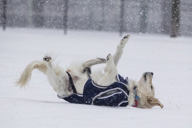 Un labrador gioca nella neve