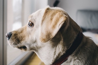 I consigli per scegliere la pensione per cani e gatti (e qualche piccolo segreto)
